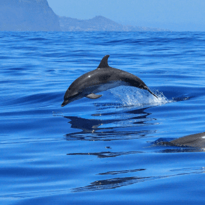 Dual citizenship in Saint Lucia for families dolphin 